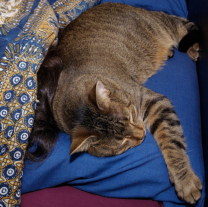 Anne sleeping totally under covers.  Mingo taking over her pillow.; ; Nikon D1X; 3/15/2002 12:19:47.4 AM; Color; Data Format: RAW (12-bit); Compression: None; Image Size: Large (3008 x 1960); Lens: 28-105mm f/3.5-4.5; Focal Length: 35mm; Exposure Mode: Manual; Metering Mode: Multi-Pattern; 1/500 sec - f/8; Exposure Comp.: 0 EV; Exposure Difference: -10 7/12 EV; Flash Sync Mode: Front Curtain; Sensitivity: ISO 400; Color Mode: Mode II (Adobe RGB); Hue Adjustment: 3; White Balance: Flash; Tone Comp: Normal; Sharpening: Normal