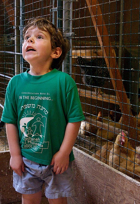 Eytan imitating a rooster; Drumlin Farm, Lincoln MA; ; Nikon D1X; 7/6/2002 12:08:41.4 PM; Color; Data Format: RAW (12-bit); Compression: None; Image Size: Large (3008 x 1960); Lens: 28-105mm f/3.5-4.5; Focal Length: 34mm; Exposure Mode: Aperture Priority; Metering Mode: Multi-Pattern; 1/60 sec - f/6.3; Exposure Comp.: 0 EV; Exposure Difference: 0 EV; Flash Sync Mode: Not Attached; Sensitivity: 1 Step Over 800; Color Mode: Mode II (Adobe RGB); Hue Adjustment: 3; White Balance: Direct sunlight; Tone Comp: Normal; Sharpening: Normal
