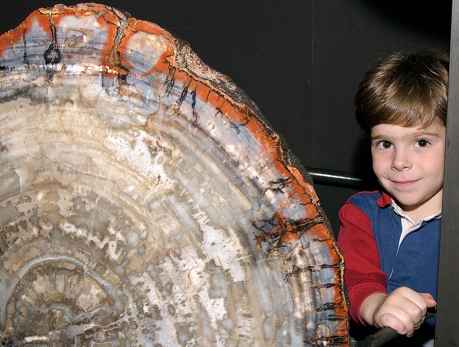 Eytan wanted his picture taken with the petrified wood; American Museum of Natural History, NY; ; Nikon D1X; 10/12/2002 4:54:57.5 PM; Color; Data Format: RAW (12-bit); Compression: None; Image Size: Large (3008 x 1960); Lens: 28-105mm f/3.5-4.5; Focal Length: 35mm; Exposure Mode: Manual; Metering Mode: Multi-Pattern; 1/500 sec - f/9; Exposure Comp.: 0 EV; Exposure Difference: -7 1/6 EV; Flash Sync Mode: Front Curtain; Sensitivity: ISO 400; Color Mode: Mode II (Adobe RGB); Hue Adjustment: 3; White Balance: Flash; Tone Comp: Less Contrast; Sharpening: Normal