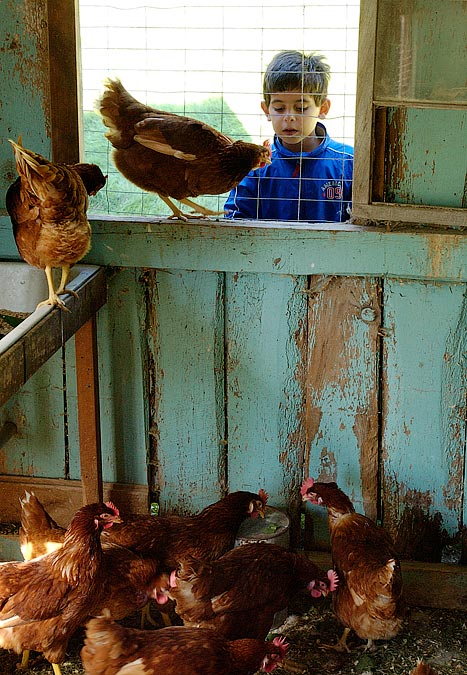 Geoffrey Echmalian outside the chicken coop; Rockhouse Mountain Farm Inn, Eaton Center, NH