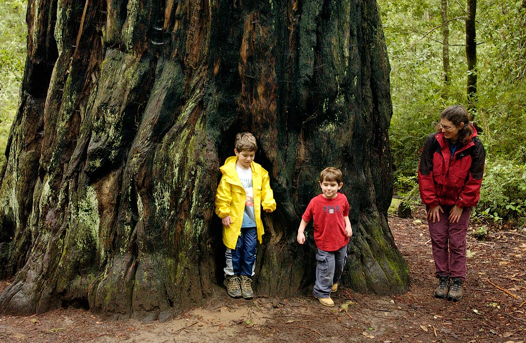 Sequoia in Big Basin, CA; Eytan, Noah and Anne