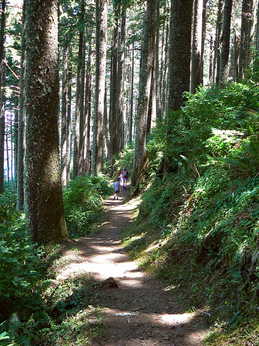 Hiking amidst big trees.  Eytan, Anne and Noah.; Mt. Neah Kah Nie; Oregon; US