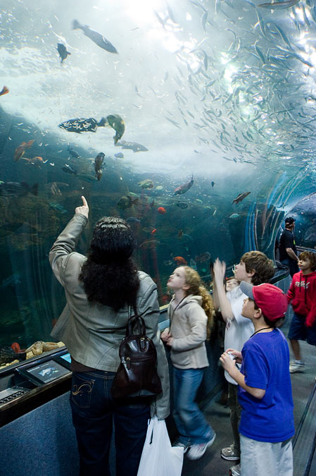 Aquarium of the Bay, San Francisco; Aquarium of the Bay; San Francisco; CA; US