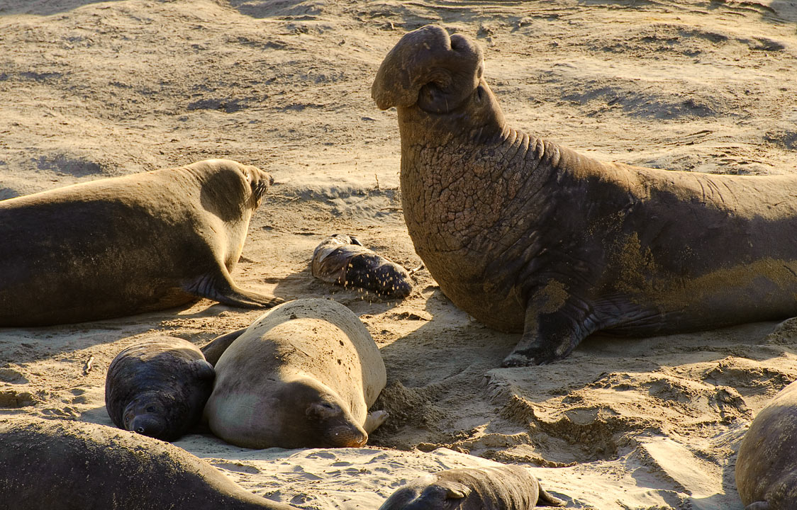 Elephant seals; A\\xf1o Nuevo State Reserve; CA; US