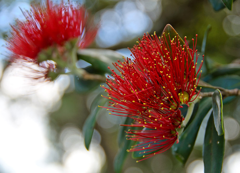 Pohutukowa flower; Auckland; North Island; New Zealand