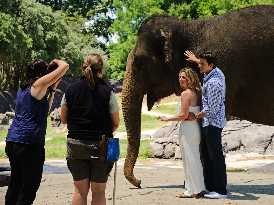 Auckland Zoo; Wedding shoot?; Auckland; North Island; New Zealand