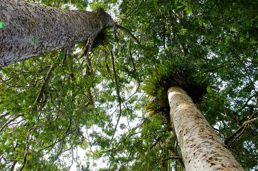 Kauri tree; North Island; New Zealand