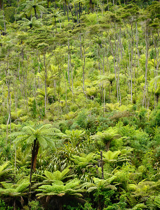 Karangahake Gorge; North Island; New Zealand