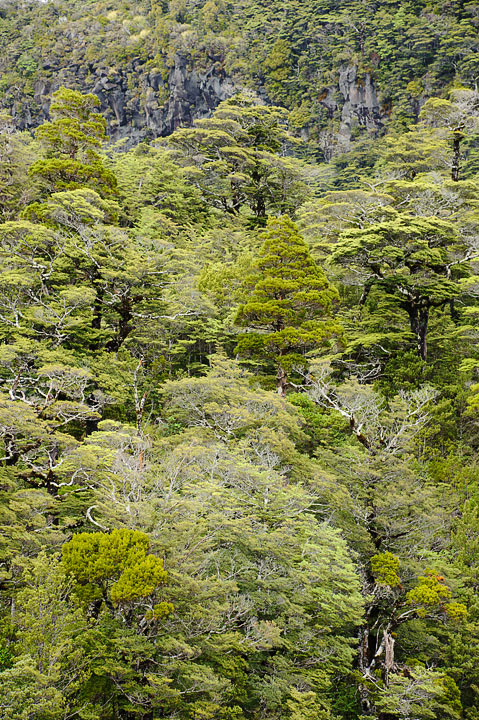 Tongariro National Park; North Island; New Zealand