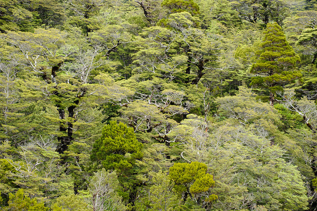 Tongariro National Park; North Island; New Zealand
