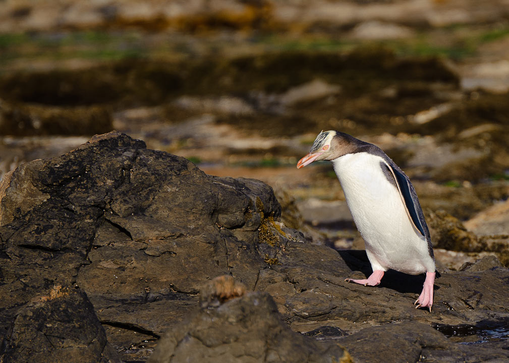 Yellow eyed penguin coming ashore for the night; Curio Bay; South Island; New Zealand