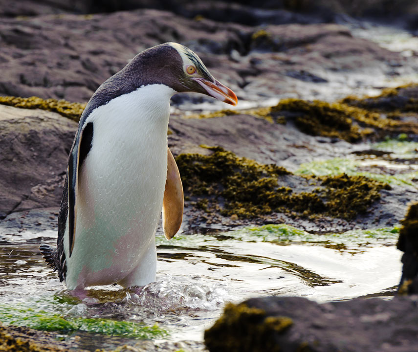 Yellow eyed penguin coming ashore for the night; Curio Bay; South Island; New Zealand
