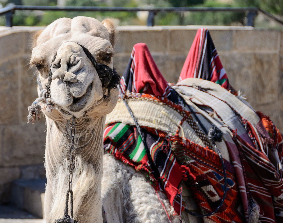 Camel on Mt. of Olives; Jerusalem; MA; Israel