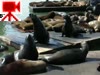 DSCN1194_sea_lions.mov